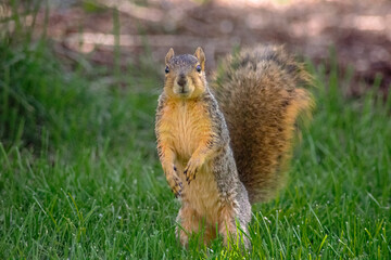 squirrel in the park