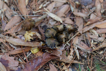Mica Cap Mushrooms at Amicalola Falls State Park, near Dawsonville, Georgia.