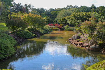 Obraz premium Peaceful Japanese Garden with Red Bridge in Toowoomba, Queensland