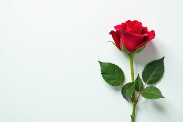 Single red rose on a white background, a symbol of romance and love, perfect for cards, invitations, or other romantic projects.