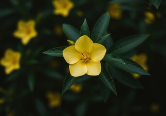 Obraz premium Close up of yellow flower with green leaves