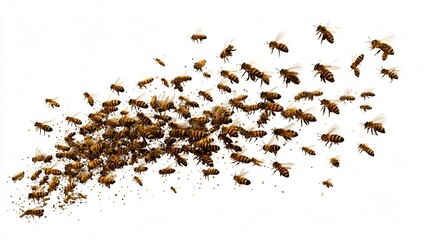 Swarm of Bees Isolated on White Background - Professional Stock Photo