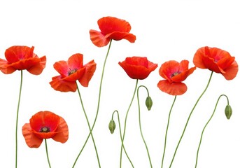 Arrangement of blooming red poppy flowers with buds