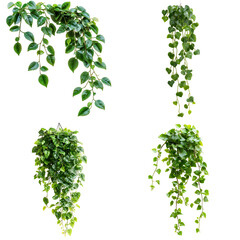 Collection of hanging plants isolated against black background