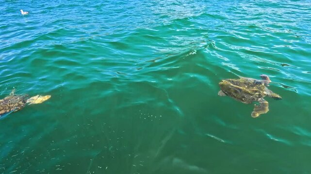 Loggerhead turtles feeding in the protected waters of Argostoli Harbour, Kefalonia, Greece. These endangered marine turtles thrive in the Ionian Sea, showcasing vibrant Mediterranean wildlife.