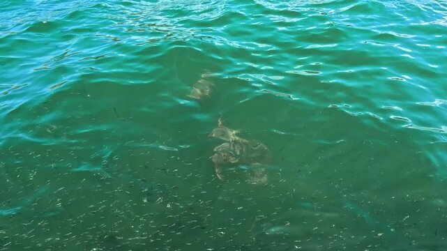 Loggerhead turtles feeding in the protected waters of Argostoli Harbour, Kefalonia, Greece. These endangered marine turtles thrive in the Ionian Sea, showcasing vibrant Mediterranean wildlife.