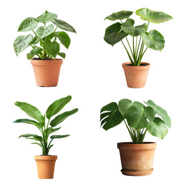 Assorted green houseplants in terracotta pots indoor gardening plant decor green foliage against black background minimalist plant aesthetics tropical houseplant collection