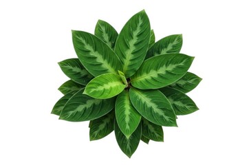 Fototapeta premium Green calathea plant isolated on white background, top view
