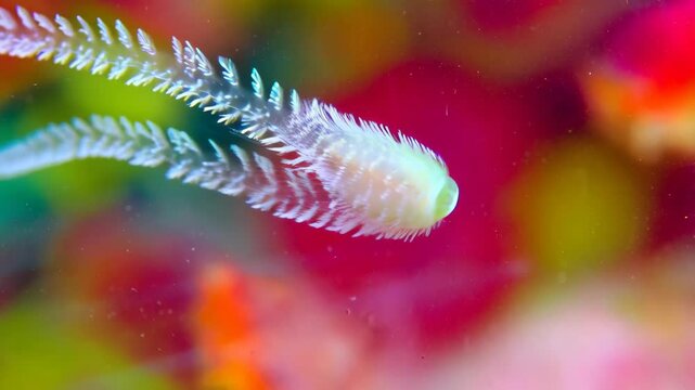 Delicate nudibranch or sea slug swimming in crystal clear water among colorful coral reef environment in tropical ocean.