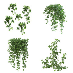 Variety of realistic green vine arrangements on black background graphic design elements nature decoration visuals for creative projects digital art and botanical illustrations