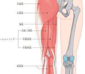 下肢の筋肉のイラスト  muscles of the lower limbs  Illustration