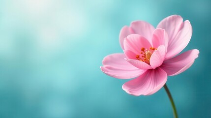 Fototapeta premium Delicate Pink Blossom Against a Soft Aqua Background, a Symbol of Serenity and Gentle Beauty