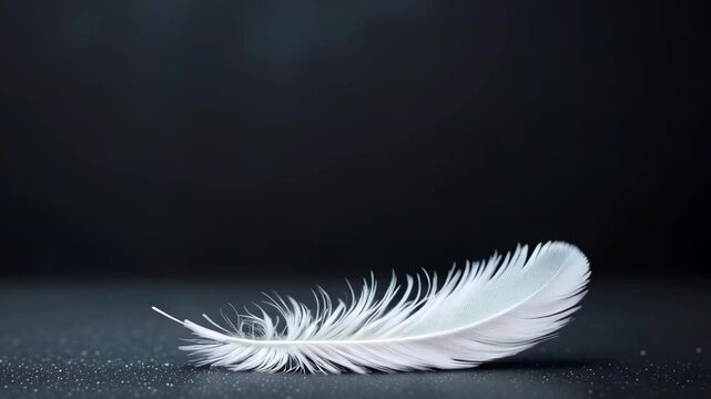 White feather floating against black background
