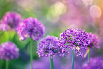 Obraz premium Beautiful purple allium flowers blooming brightly in a soft bokeh garden