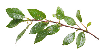 Fototapeta premium Fresh green branch with leaves, perfect for design and decoration on a transparent background.