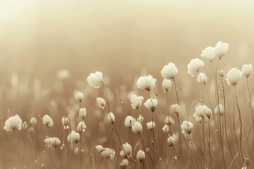 Soft focus image of delicate cotton grass flowers in a field