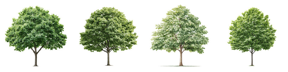 Obraz premium A collection of healthy flourishing trees with vibrant green foliage creating a serene and calming natural landscape