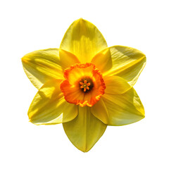 Yellow Daffodil Flower Bloom