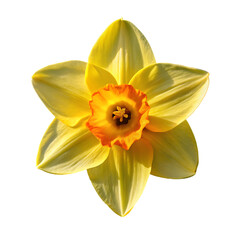 Fototapeta premium Daffodil Flower: Spring Bloom