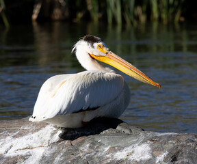 pelican american white pelicans 