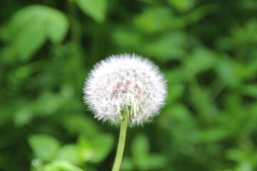 タンポポの綿毛、緑に映える