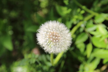 白い綿毛、タンポポ