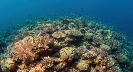 Fototapeta premium Underwater Paradise: A vibrant coral reef teeming with life, home to a myriad of marine creatures, showcased in stunning detail and clarity.