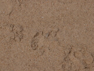 Discovering Animal Tracks Imprinted in the Soft Sand at the Beautiful Beach Shoreline