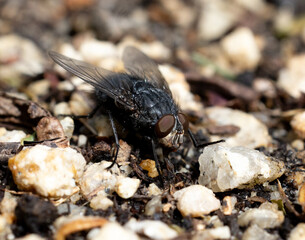 fly on the ground