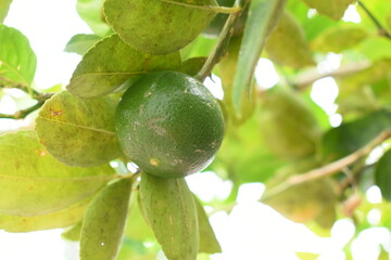 green lime tree in the garden, agriculture industry