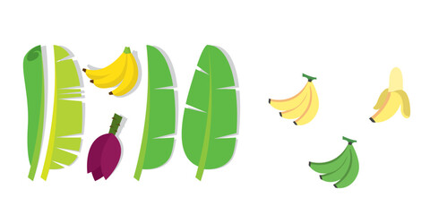 vector illustration of banana