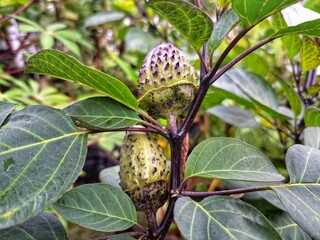 Purple datura fruit on tree. These fruits are typically an oval shape, prickly and have a dull...