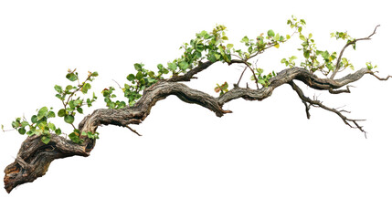 Fototapeta premium A winding branch adorned with fresh green leaves, set against a white isolated background.