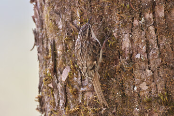 Eurasian Treecreeper that are rarely seen