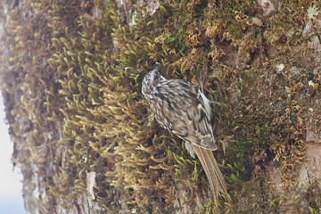 Eurasian Treecreeper that are rarely seen