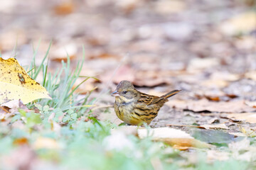 餌を探す可愛いアオジ（ホオジロ科）
英名学名：Grey tailed Tattler (Emberiza spodocephala)
東京都文京区にある庭園
江戸時代（17世紀）からある歴史ある公園で、かつては軍の施設、そして東京大学の学者も置かれた
現在は地域の人々の憩いの場所となっている
東京都文京区小石川植物園-2024
