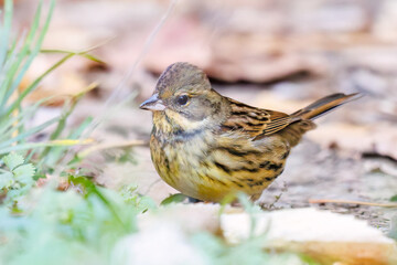 餌を探す可愛いアオジ（ホオジロ科）
英名学名：Grey tailed Tattler (Emberiza spodocephala)
東京都文京区にある庭園
江戸時代（17世紀）からある歴史ある公園で、かつては軍の施設、そして東京大学の学者も置かれた
現在は地域の人々の憩いの場所となっている
東京都文京区小石川植物園-2024
