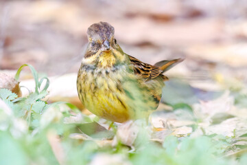 餌を探す可愛いアオジ（ホオジロ科）
英名学名：Grey tailed Tattler (Emberiza spodocephala)
東京都文京区にある庭園
江戸時代（17世紀）からある歴史ある公園で、かつては軍の施設、そして東京大学の学者も置かれた
現在は地域の人々の憩いの場所となっている
東京都文京区小石川植物園-2024
