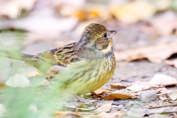 餌を探す可愛いアオジ（ホオジロ科）
英名学名：Grey tailed Tattler (Emberiza spodocephala)
東京都文京区にある庭園
江戸時代（17世紀）からある歴史ある公園で、かつては軍の施設、そして東京大学の学者も置かれた
現在は地域の人々の憩いの場所となっている
東京都文京区小石川植物園-2024
