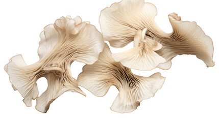 Obraz premium Dried Oyster Mushrooms Floating on Transparent Background