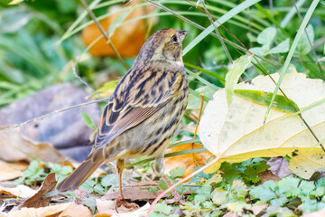 餌を探す可愛いアオジ（ホオジロ科）
英名学名：Grey tailed Tattler (Emberiza spodocephala)
東京都文京区にある庭園
江戸時代（17世紀）からある歴史ある公園で、かつては軍の施設、そして東京大学の学者も置かれた
現在は地域の人々の憩いの場所となっている
東京都文京区小石川植物園-2024
