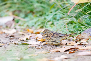 餌を探す可愛いアオジ（ホオジロ科）
英名学名：Grey tailed Tattler (Emberiza spodocephala)
東京都文京区にある庭園
江戸時代（17世紀）からある歴史ある公園で、かつては軍の施設、そして東京大学の学者も置かれた
現在は地域の人々の憩いの場所となっている
東京都文京区小石川植物園-2024
