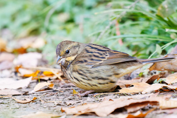 餌を探す可愛いアオジ（ホオジロ科）
英名学名：Grey tailed Tattler (Emberiza spodocephala)
東京都文京区にある庭園
江戸時代（17世紀）からある歴史ある公園で、かつては軍の施設、そして東京大学の学者も置かれた
現在は地域の人々の憩いの場所となっている
東京都文京区小石川植物園-2024
