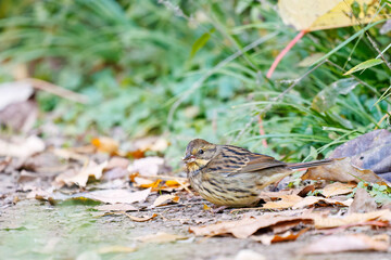 餌を探す可愛いアオジ（ホオジロ科）
英名学名：Grey tailed Tattler (Emberiza spodocephala)
東京都文京区にある庭園
江戸時代（17世紀）からある歴史ある公園で、かつては軍の施設、そして東京大学の学者も置かれた
現在は地域の人々の憩いの場所となっている
東京都文京区小石川植物園-2024
