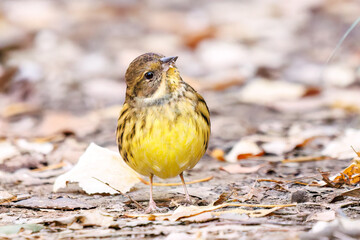餌を探す可愛いアオジ（ホオジロ科）
英名学名：Grey tailed Tattler (Emberiza spodocephala)
東京都文京区にある庭園
江戸時代（17世紀）からある歴史ある公園で、かつては軍の施設、そして東京大学の学者も置かれた
現在は地域の人々の憩いの場所となっている
東京都文京区小石川植物園-2024
