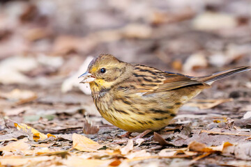 餌を探す可愛いアオジ（ホオジロ科）
英名学名：Grey tailed Tattler (Emberiza spodocephala)
東京都文京区にある庭園
江戸時代（17世紀）からある歴史ある公園で、かつては軍の施設、そして東京大学の学者も置かれた
現在は地域の人々の憩いの場所となっている
東京都文京区小石川植物園-2024
