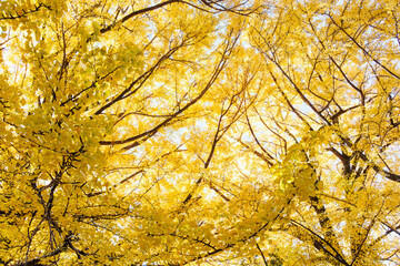 銀杏並木。
イチョウ（イチョウ科）。
英名学名：maidenhair tree, ginkgo, Ginkgo biloba.
東京都文京区にある庭園
江戸時代（17世紀）からある歴史ある公園で、かつては軍の施設、そして東京大学の学者も置かれた
現在は地域の人々の憩いの場所となっている
東京都文京区小石川植物園-2024
