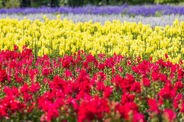Obraz premium 日本の風景・夏 北海道中富良野町 キンギョソウの花畑