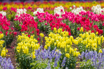 日本の風景・夏　北海道中富良野町　キンギョソウの花畑
