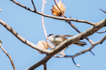 飛び回る可愛いエナガ（エナガ科）の群れ
英名学名：long tailed tit (Aegithalos caudatus)
東京都文京区にある庭園
江戸時代（17世紀）からある歴史ある公園で、かつては軍の施設、そして東京大学の学者も置かれた
現在は地域の人々の憩いの場所となっている
東京都文京区小石川植物園-2024
